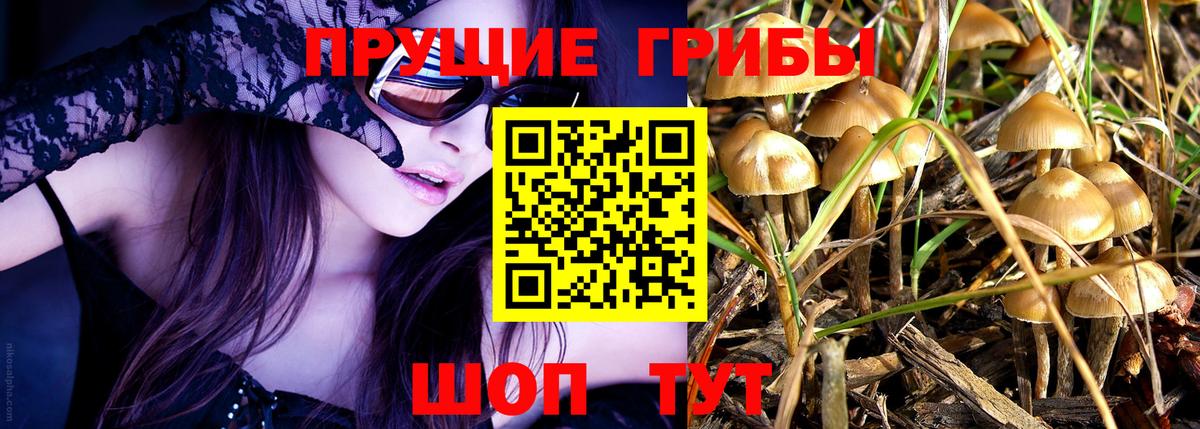 Галлюциногенные грибы Cubensis  где продают   Лесосибирск  Вход с VPN 